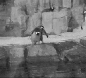 penguin,fighting,animals,water,fall,push