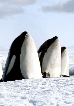 whale,killer whale,frozen planet,nature,animal,all