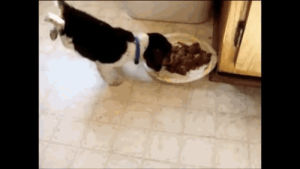 puppy,eating,power
