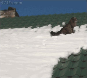 cat,snow,roof,slides,slips