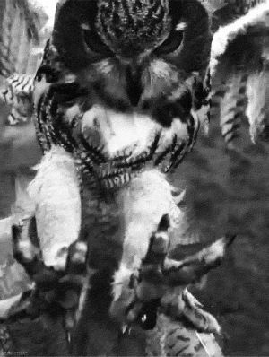 eagle,swoop,black and white,animals,nature,amazing,wow,owl,incredible,awsome,snatch,claw