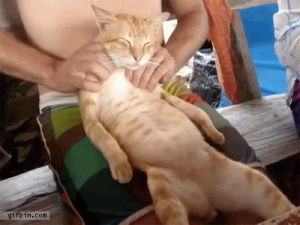 massage,cat