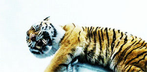 life of pi,animals,angry,tiger,i love it so much,clawing,this is like my favorite movie now