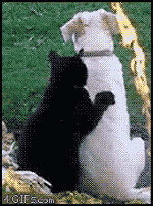 cat,dog,massaging