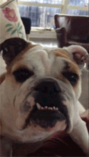bulldog,english bulldog,shows teeth,animals,dog,puppy,lfb,stares at camera,looks stupid