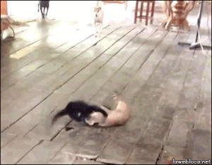 Dog fight street GIF - Find on GIFER Dog fight street GIF - Find on GIFER