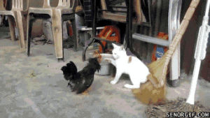 rooster,cat,fight
