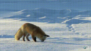 cold,snow,diving,fox