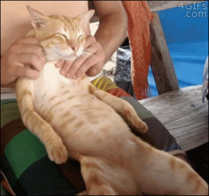 animals,cat,massage