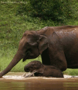 elephant,animals,drinking,calf,bath