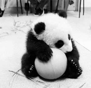 cute,panda,black and white,adorable