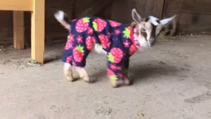 pajamas,goats in pajamas,goat