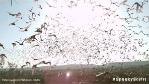 bats,animals,science,motion,slow,slow mo