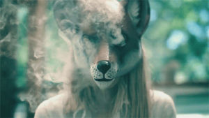 smoke,beauty,animal,wild