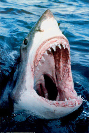 shark,shark attack,tiger shark attack,tiger shark