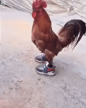 chicken,chicken in sneakers,sneakers