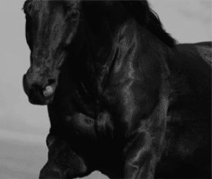 horse,black