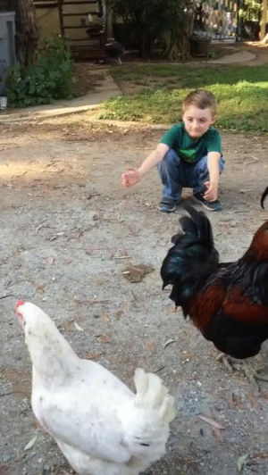 chicken,inspection,kid,hugs
