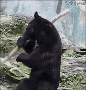 bear,kung fu,animals,playing,stick