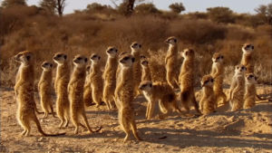meerkat,cute,animals,food,excited,squad,bbc earth