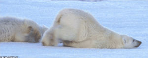 polar bear,animals,monday,mfw,mondays,funny animals