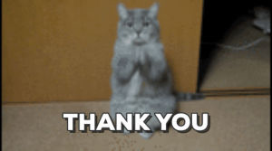 thank you,thank you cat,thank u