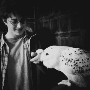 harry potter,hedwig,owl,love,black and white,animal