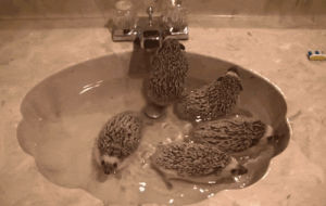 hedgehog,bath time,animals,jump,sink