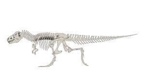dinosaur,rex,walk cycle,skeleton,animation,science,walk,bones,tyranosaurus rex,natural science
