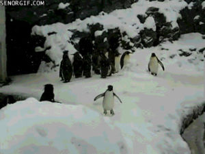 really,snow,happy,penguin,penguins,happys