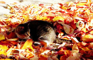 cats,autumn