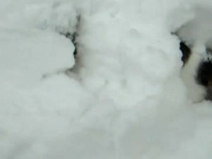 cat,snow,kitten,kitty,elaine,elaine burrows in the snow