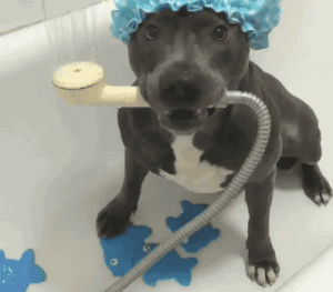 clean,bath,dog,shower