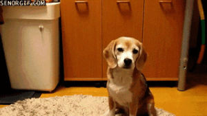 beagle,animals,dog,playing,ball,catch,sitting,catching,balance