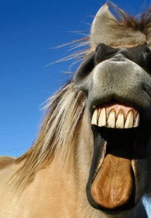 horse,laughinghorse