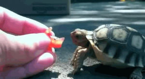 tortoise,animals,eating,turtle,snapping