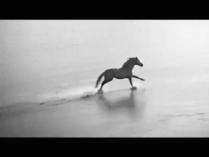 beach,horse,running