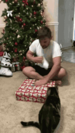 christmas,fail,animals being jerks,cat attack,cat