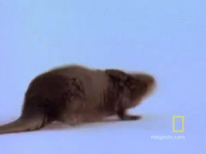 Loutre Jour Gif On Gifer By Keleginn