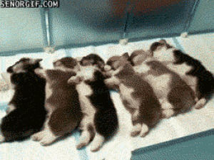 corgi,sleeping,ready to play,animals,cute,dog,puppy,want,pile,wakes up