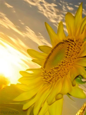 morning,sunflower