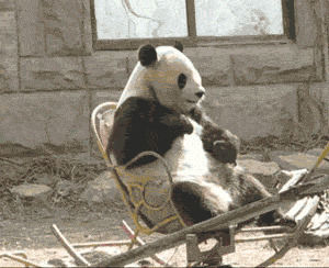 kung fu panda,paw,chair