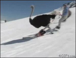ski,snow,snowing,ostrich,funny,cute,animal,blizzard,skiiing