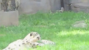 snow,play,mother,leopard,cub