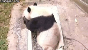 tub,panda,pandapanda