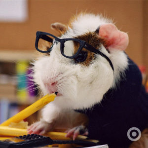 learning,back,pig,school,looking,tiny,guinea