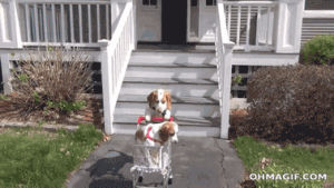 funny,cute,dog,animals,puppy,adorable,ride,push,journey,shopping cart,two legs