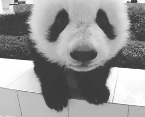 love,black and white,animal,sweet,panda,little