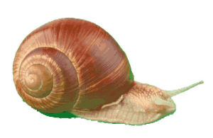 snail,party snail,transparent,shell,rainbow snail