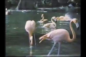 flamingo,theme park,80s,florida,tropical,disney world,walt disney world,orlando,theme parks
